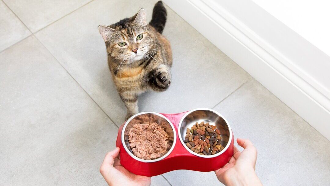 What to clearance feed your cat